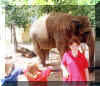 22_elephant.jpg (96219 bytes)